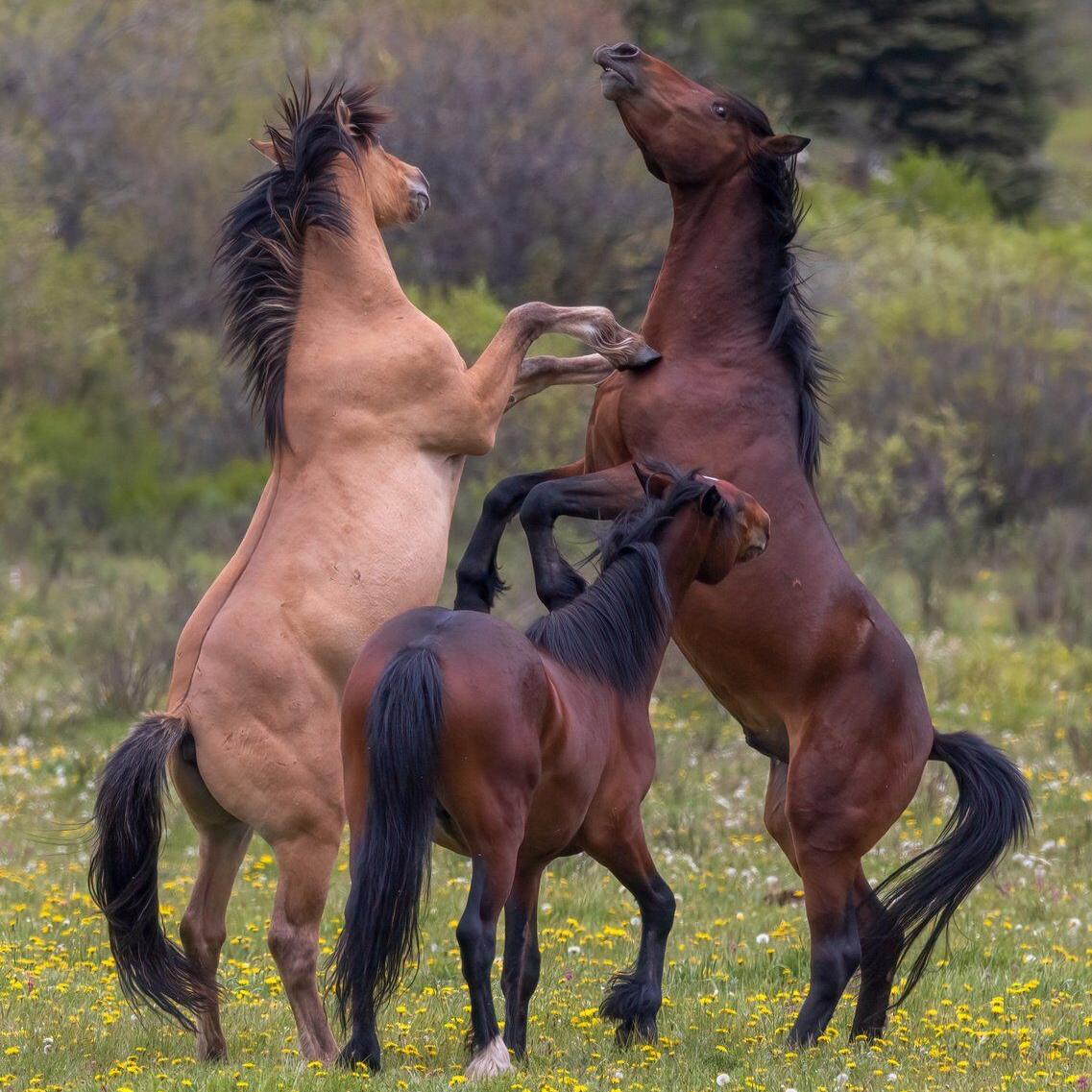 'Horses are my world': Advocates decry Alberta plan to control wild horse population